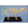 Animal Product Dog Skeleton Model for Sale